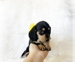 Small #1 Dachshund