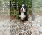 Puppy Pink female Bernese Mountain Dog