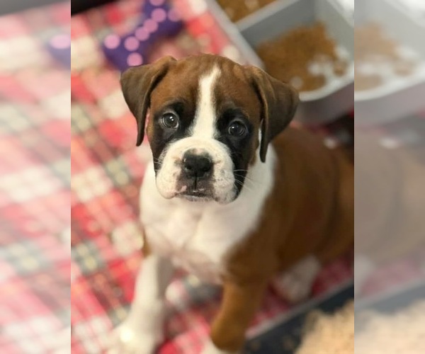 Medium Photo #1 Boxer Puppy For Sale in VICTORIA, TX, USA