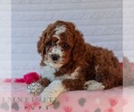 Small #4 Goldendoodle (Miniature)