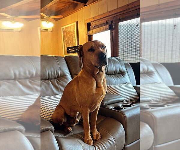 Medium Photo #1 Mutt Puppy For Sale in Candler, NC, USA