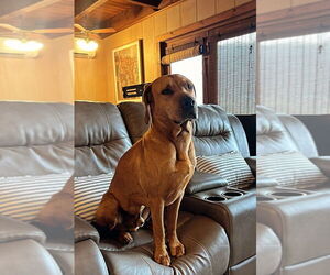 Mutt Dogs for adoption in Candler, NC, USA