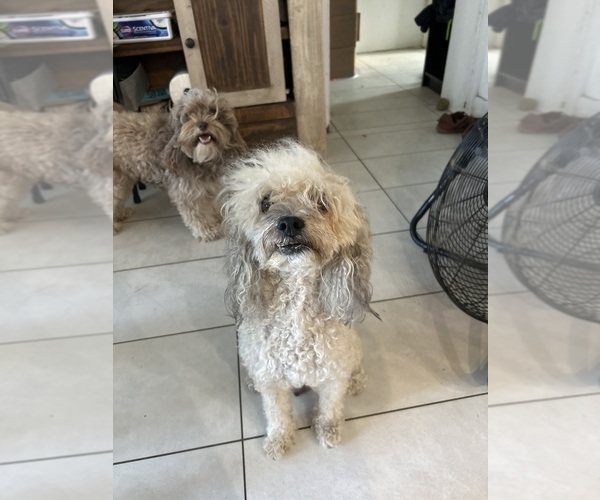 Medium Photo #1 Cockapoo (Miniature) Puppy For Sale in SAN DIEGO, CA, USA