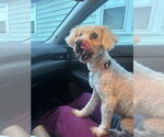 Small #4 Poodle (Miniature) Mix