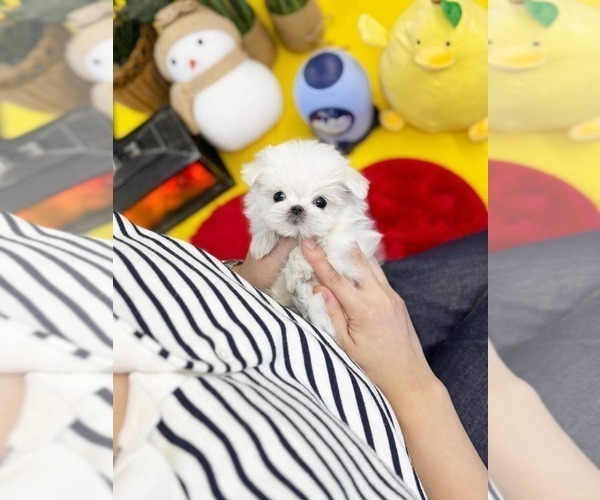 Medium Photo #1 Maltese Puppy For Sale in CLERMONT, FL, USA