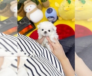 Maltese Puppy for sale in CLERMONT, FL, USA