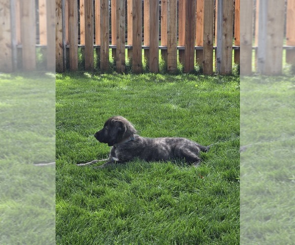 Medium Photo #2 Caucasian Shepherd Dog-Irish Wolfhound Mix Puppy For Sale in BEND, OR, USA