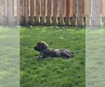 Small #1 Caucasian Shepherd Dog-Irish Wolfhound Mix