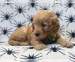 Small Photo #8 Goldendoodle (Miniature) Puppy For Sale in LAKELAND, FL, USA