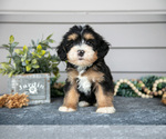 Small #1 Bernedoodle (Miniature)