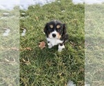 Small Photo #1 Cavalier King Charles Spaniel Puppy For Sale in SAINT CLOUD, MN, USA