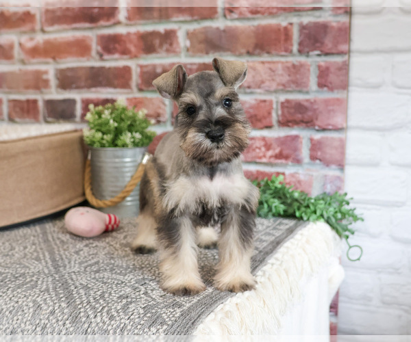 Medium Photo #8 Schnauzer (Miniature) Puppy For Sale in SYRACUSE, IN, USA