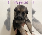 Small #4 German Shepherd Dog