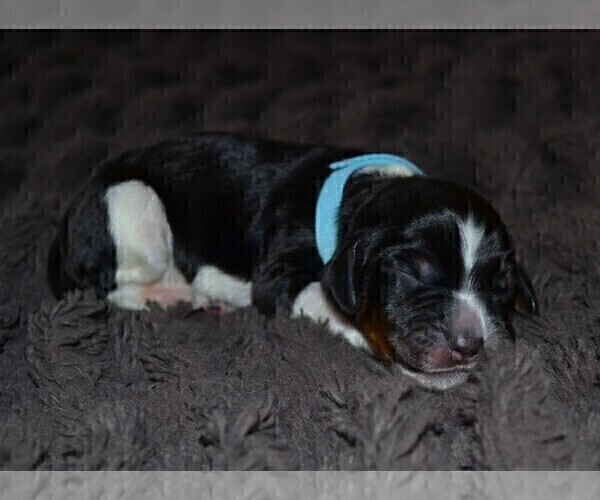 Medium Photo #24 English Springer Spaniel Puppy For Sale in LITCHFIELD, MN, USA