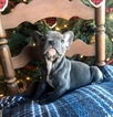Small Photo #8 French Bulldog Puppy For Sale in PURDY, MO, USA