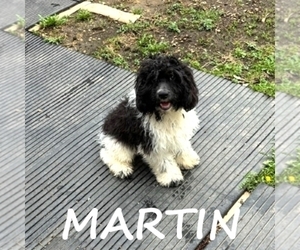 Cockapoo Puppy for sale in HARTLAND, MN, USA