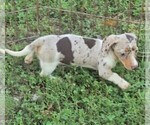 Small #3 Dachshund