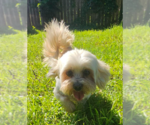 Small #2 Lhasa Apso Mix