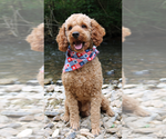 Small Photo #1 Aussiedoodle Puppy For Sale in LEXINGTON, AL, USA