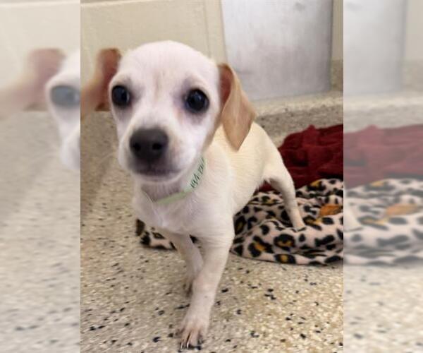 Medium Photo #1 Chihuahua Puppy For Sale in Brighton, CO, USA