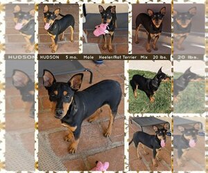 Rat Terrier-Unknown Mix Dogs for adoption in Mesa, AZ, USA