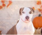 Small #4 American Pit Bull Terrier Mix