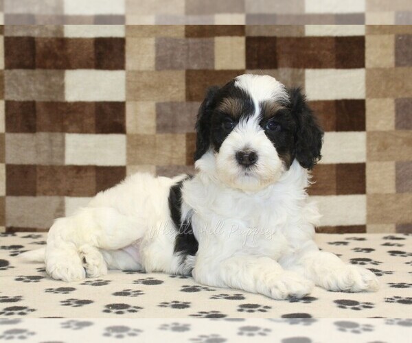 Medium Photo #2 Bernedoodle (Miniature) Puppy For Sale in DENVER, PA, USA