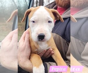 American Pit Bull Terrier-Unknown Mix Dogs for adoption in Alexander, AR, USA