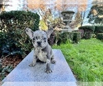 Small #200 French Bulldog