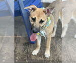 Small #11 Mutt