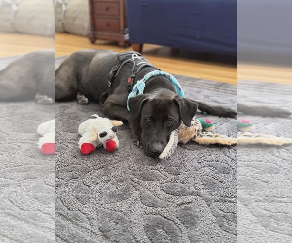 Medium Photo #5 Labmaraner Puppy For Sale in Westwood, NJ, USA