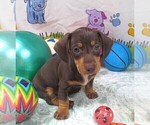 Small #1 Dachshund