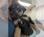 Small Labrador Retriever Mix