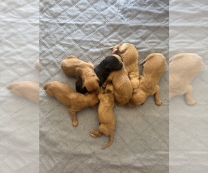 Labradoodle Puppy for sale in ALBUQUERQUE, NM, USA