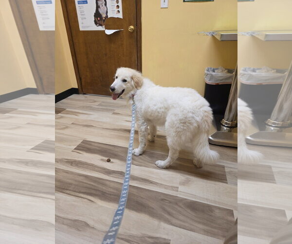 Medium Photo #16 Great Pyrenees-Unknown Mix Puppy For Sale in Houston, TX, USA
