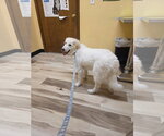 Small #15 Great Pyrenees Mix