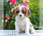 Small #3 Cavalier King Charles Spaniel