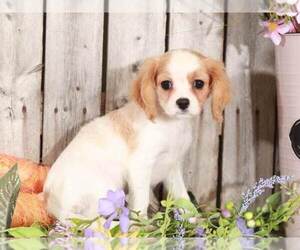 Cavachon Puppy for sale in MOUNT VERNON, OH, USA