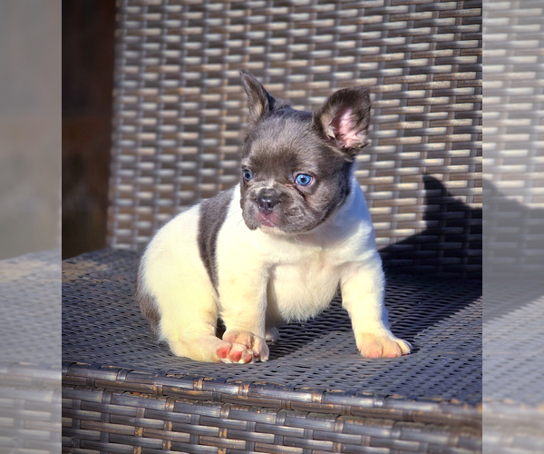 Medium Photo #4 French Bulldog Puppy For Sale in LOS ANGELES, CA, USA