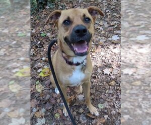 Shelby (SADIE) - Female Mutt Dog for Adoption - Photo #9