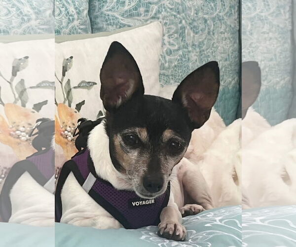 Medium Photo #2 Mutt Puppy For Sale in Thomasville, NC, USA