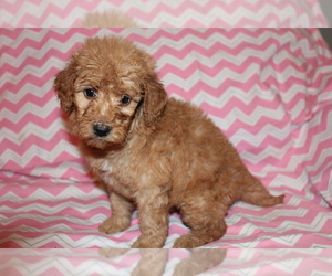 Goldendoodle (Miniature) Puppy for sale in BLMGTN, IN, USA
