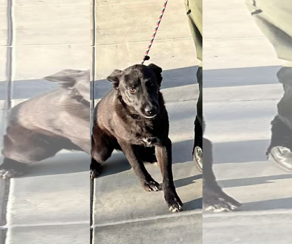 Medium Photo #4 Labrador Retriever-Unknown Mix Puppy For Sale in San Diego, CA, USA