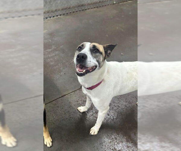 Medium Photo #6 Siberian Husky-Unknown Mix Puppy For Sale in Evansville, IN, USA