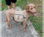 Small #2 Goldendoodle