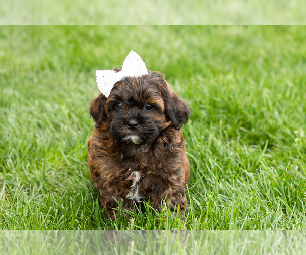 Medium Photo #4 Shih-Poo Puppy For Sale in NAPPANEE, IN, USA