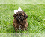 Small #3 Shih-Poo