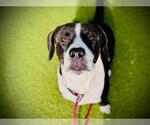 Small #1 Labrador Retriever Mix