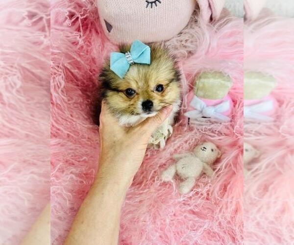 Medium Photo #7 Shiranian Puppy For Sale in PEMBROKE PINES, FL, USA