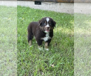 Australian Shepherd Puppy for sale in EXETER, MO, USA